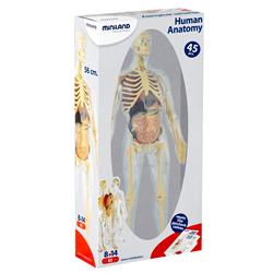 Miniland Human Anatomy Skeleton